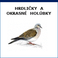 hrdličky a okrasné holúbky